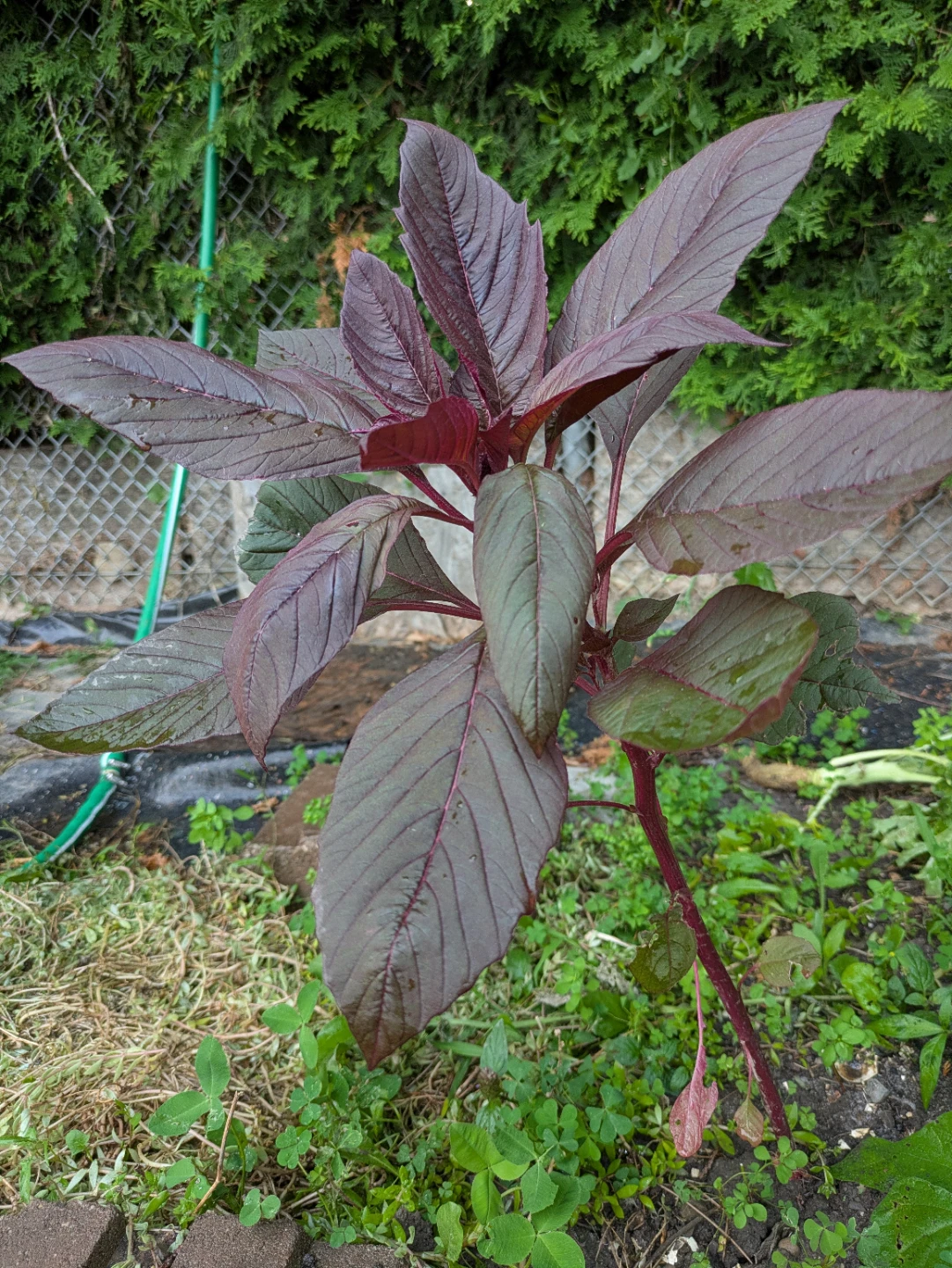 Indian Red Spinach Plant