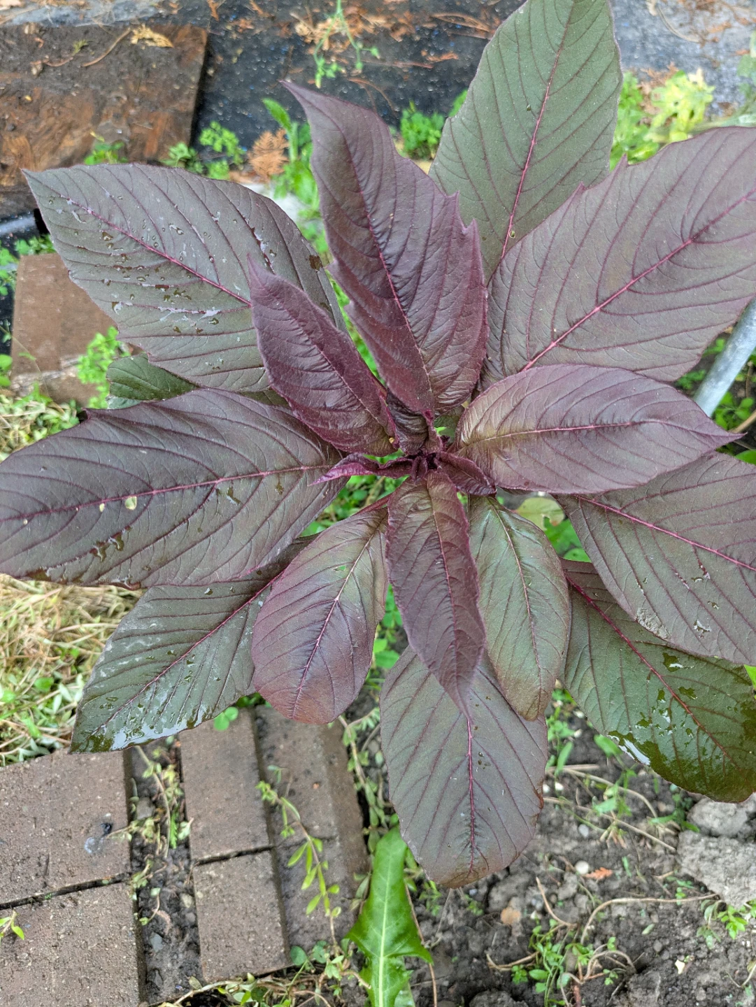 Indian Red Spinach Plant - photo 2