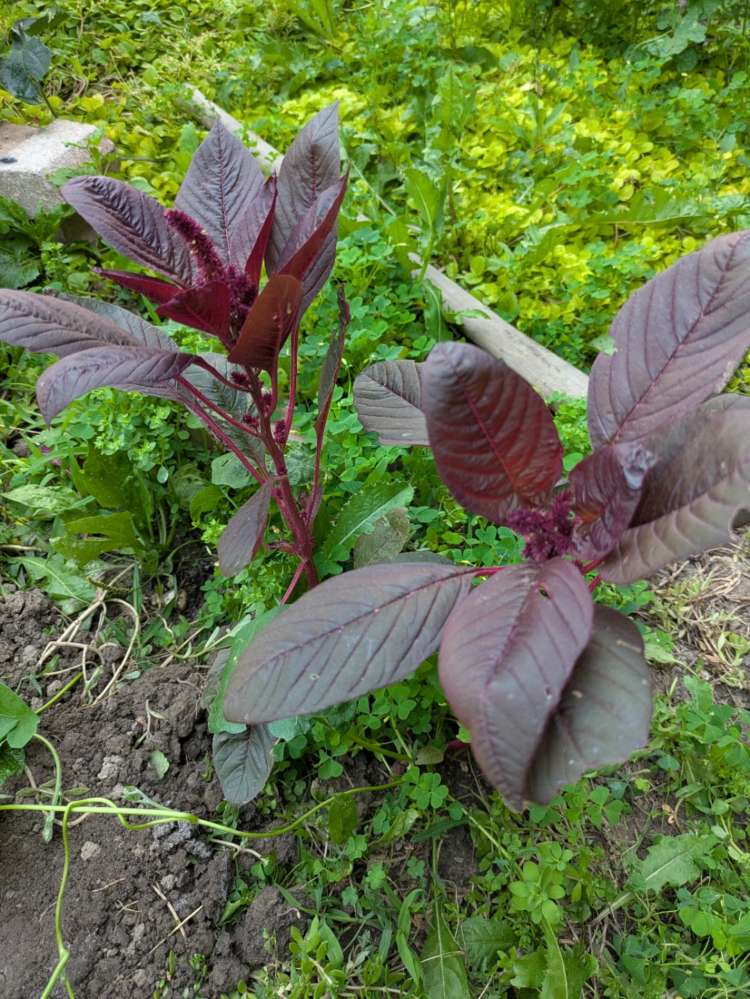 Indian Red Spinach Plant - photo 3