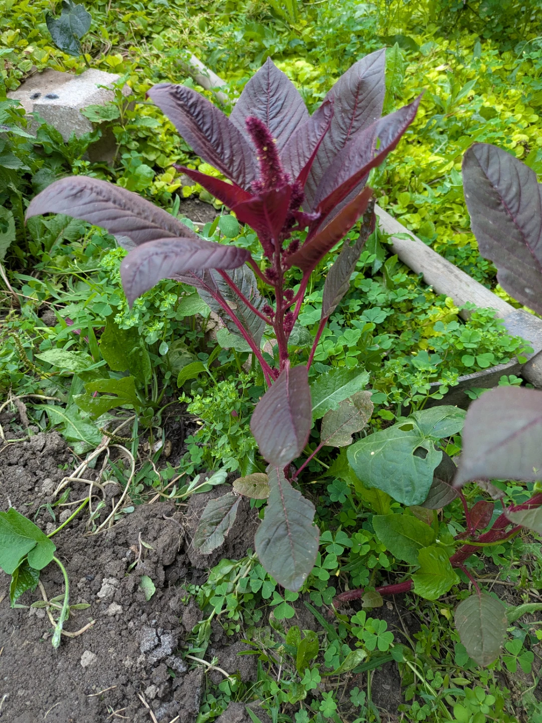 Indian Red Spinach Plant - photo 4