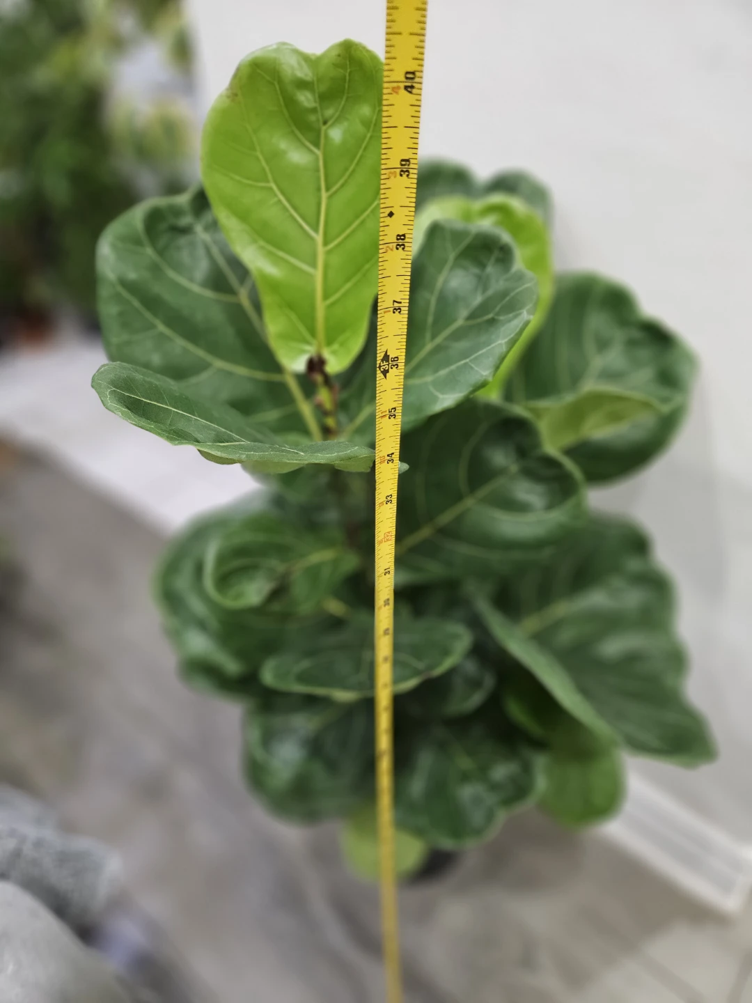 Fiddle Leaf Fig Plant