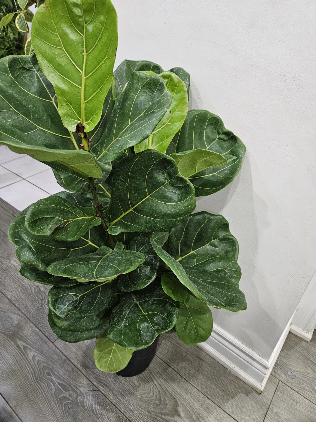 Fiddle Leaf Fig Plant - photo 3