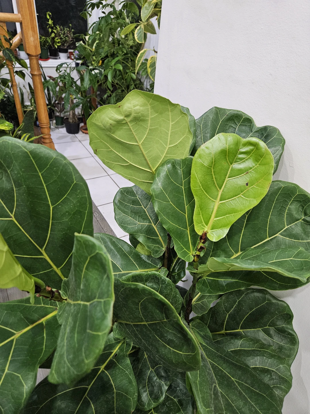 Fiddle Leaf Fig Plant - photo 5