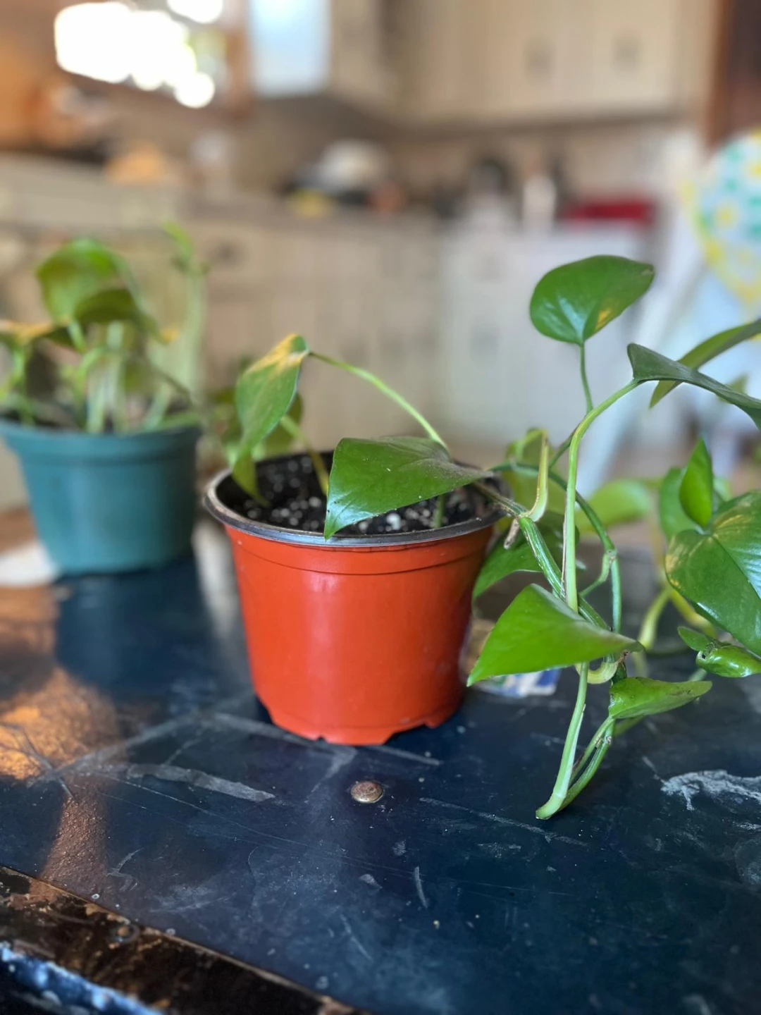 Pothos Plant in Pot