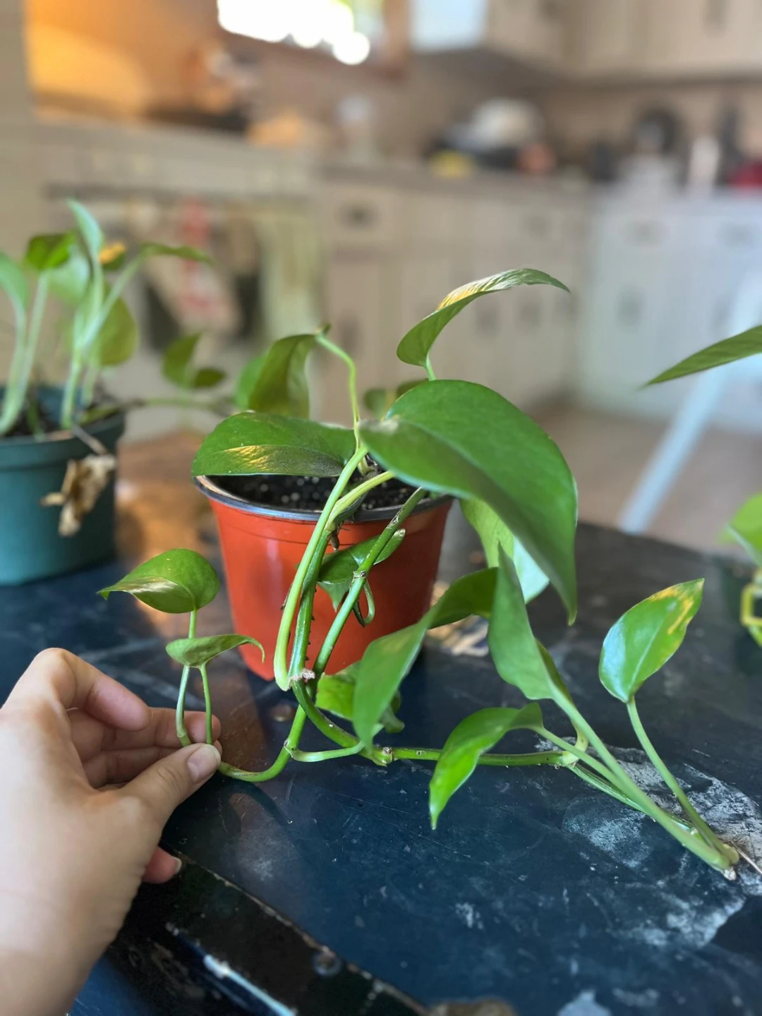 Pothos Plant in Pot - photo 2