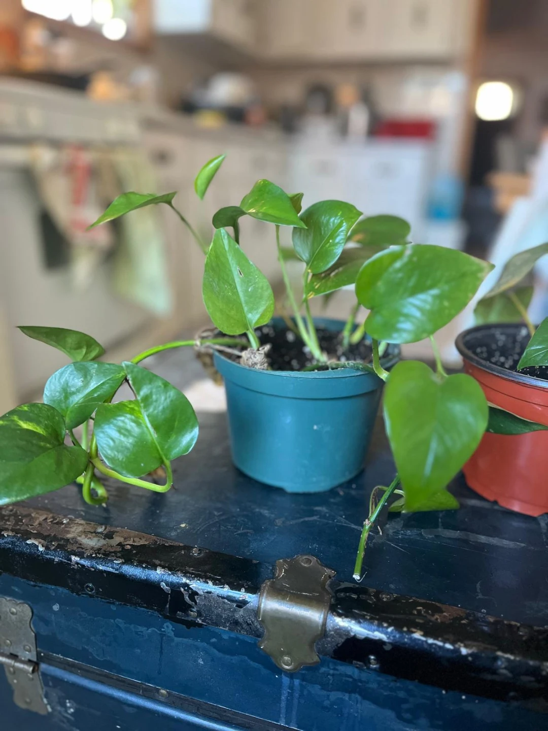 Pothos Plant in Pot - photo 3
