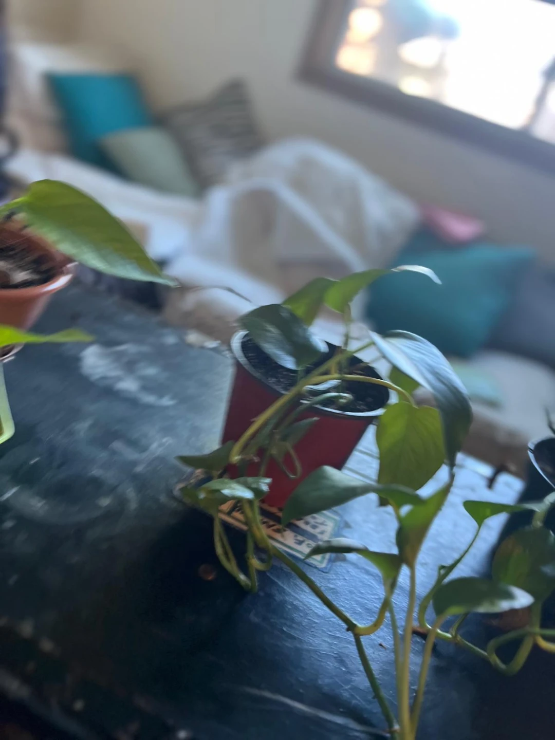 Pothos Plant in Pot - photo 4