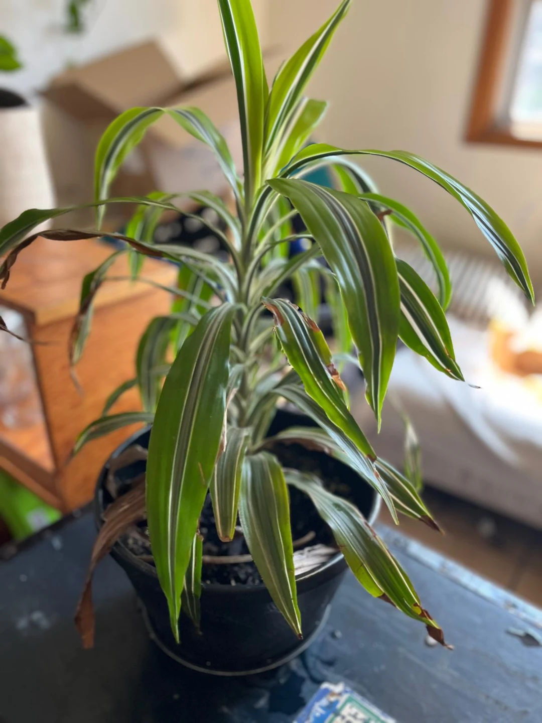 Dracaena Fragrans 'Lemon Surprise' Houseplant