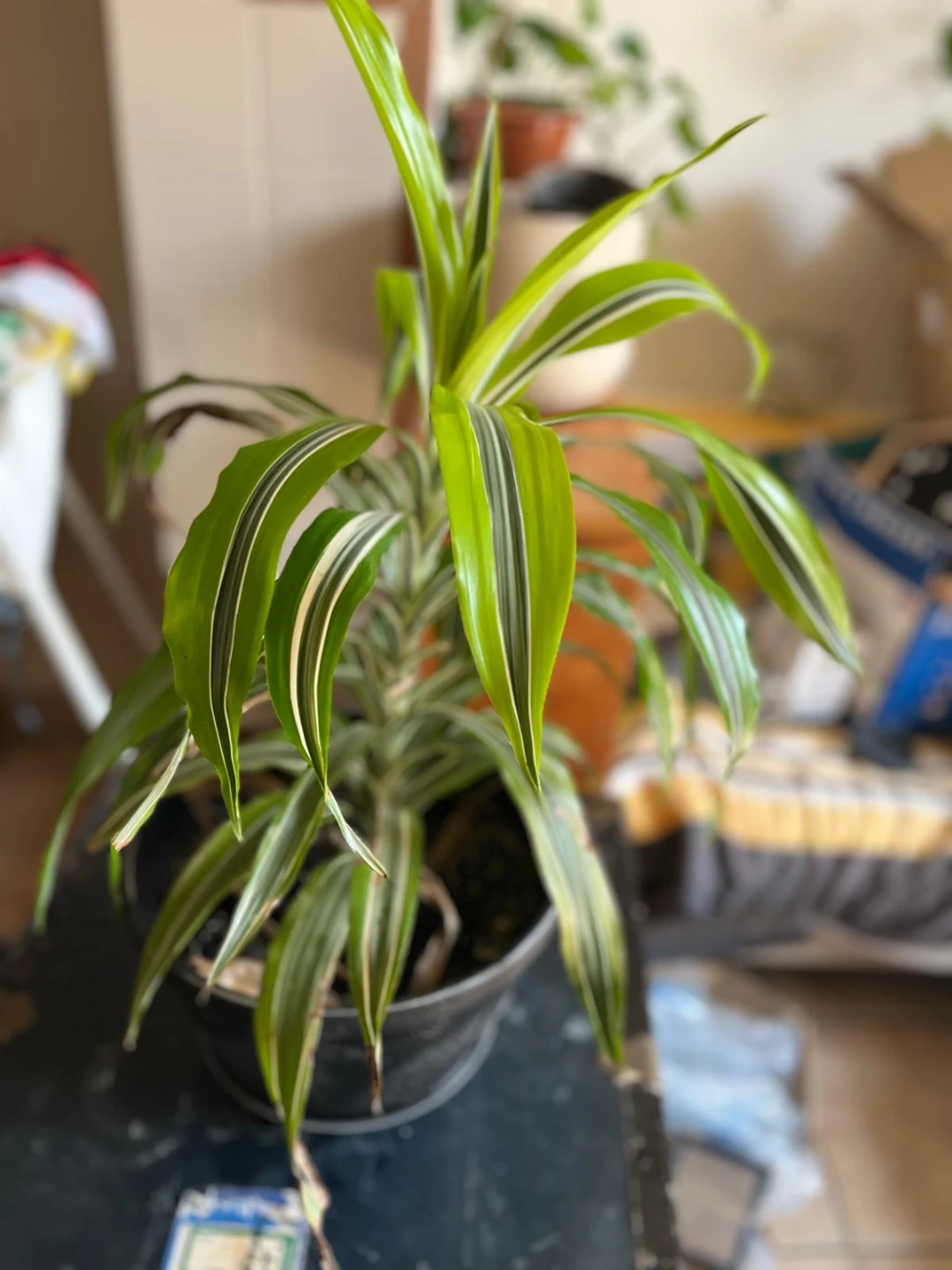 Dracaena Fragrans 'Lemon Surprise' Houseplant - photo 2