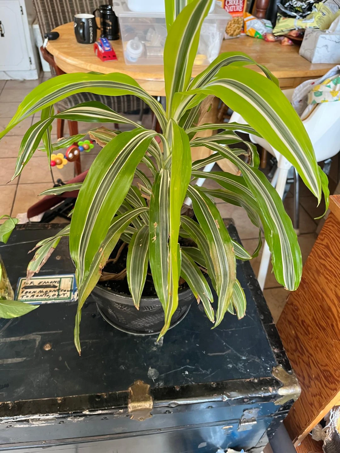 Dracaena Fragrans 'Lemon Surprise' Houseplant - photo 3