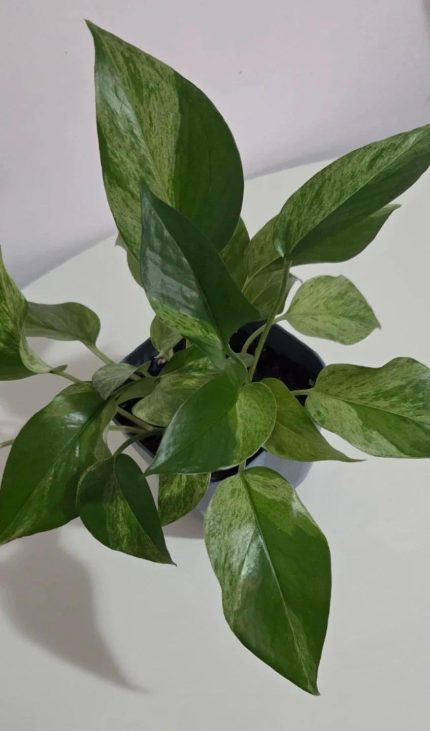 Marble Queen Pothos 🌿 - photo 3
