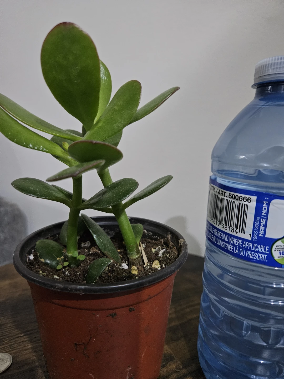 Jade Plant in Pot