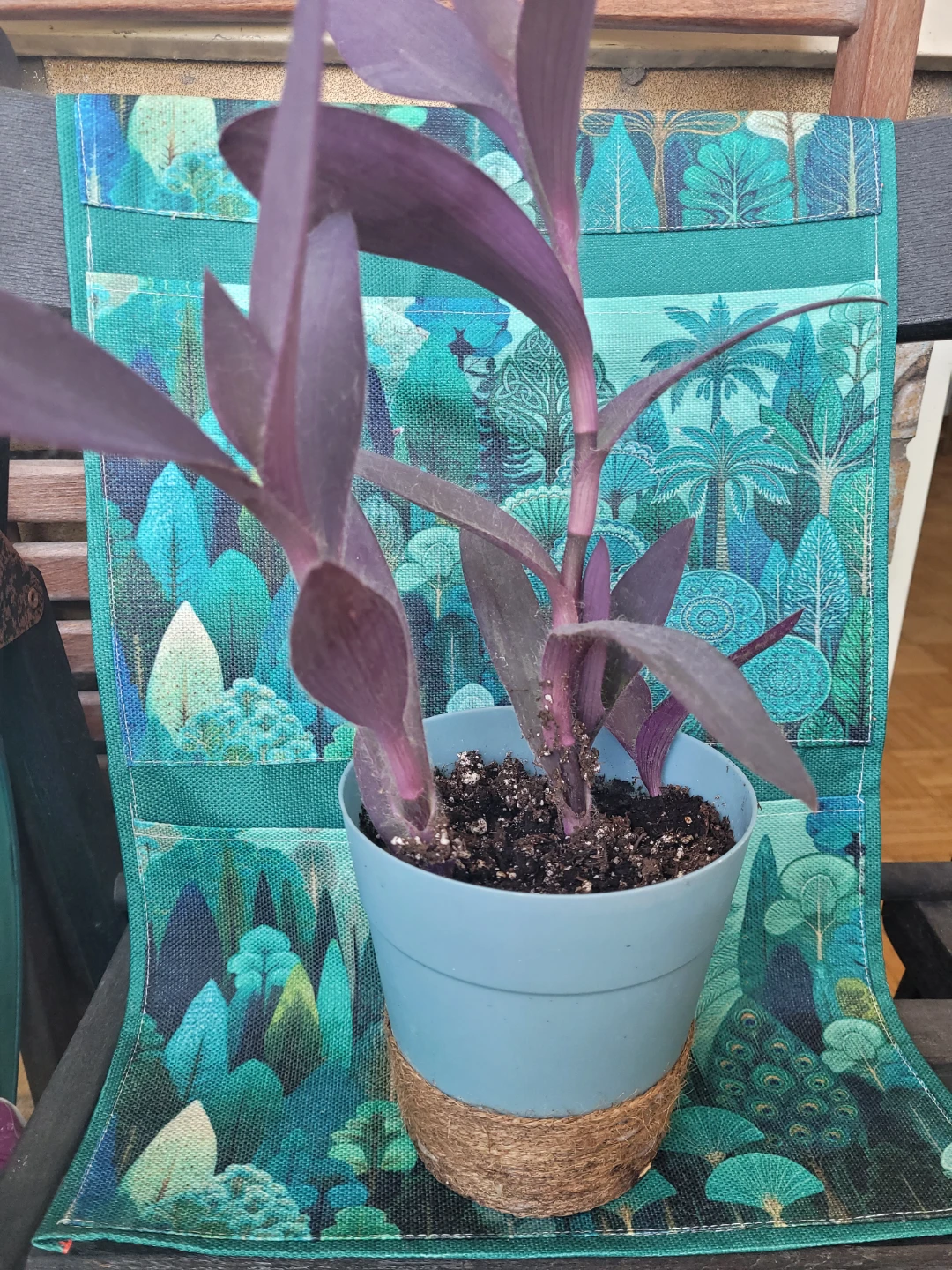 Purple Heart Plant in Blue Pot