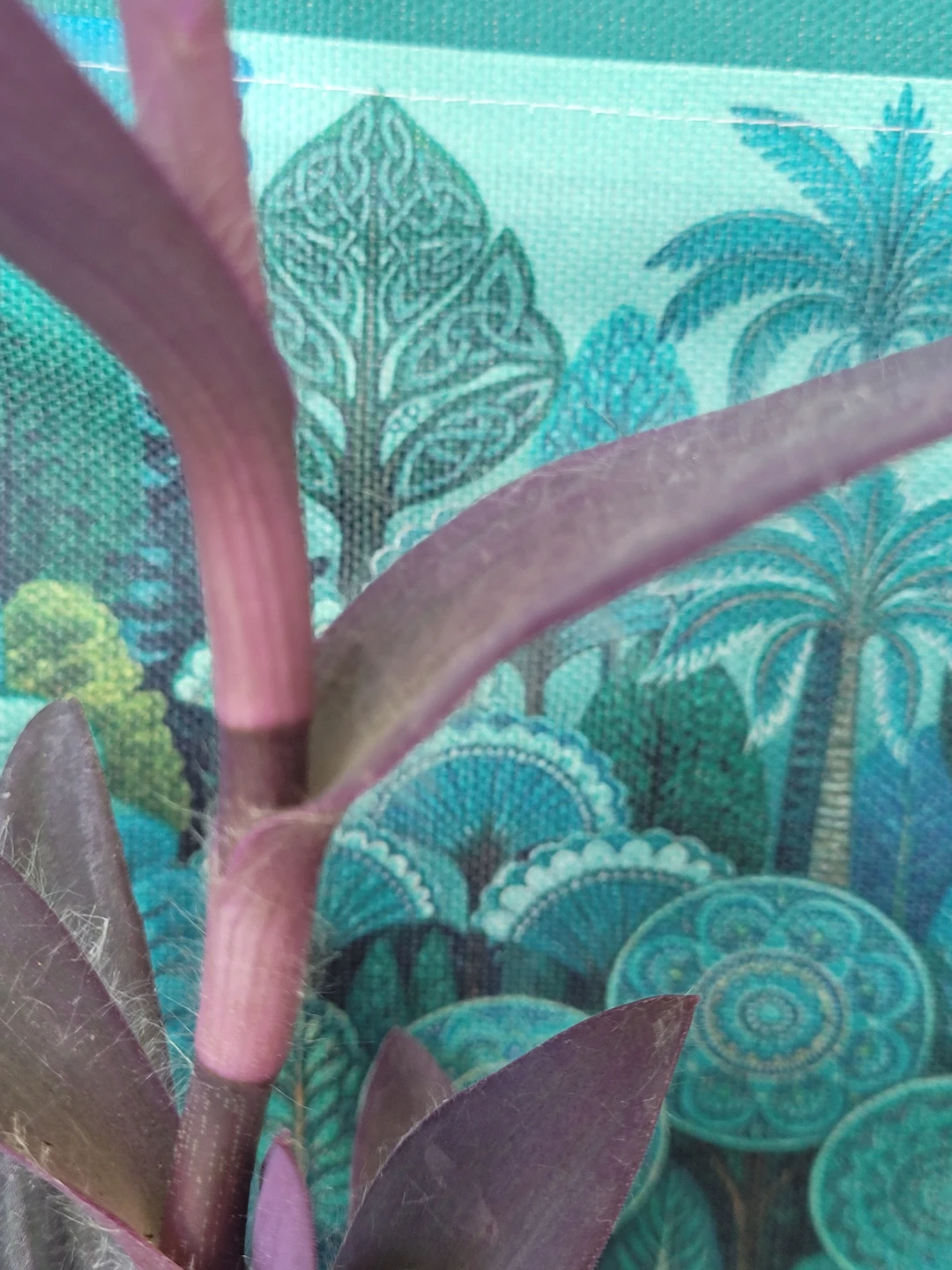 Purple Heart Plant in Blue Pot - photo 2