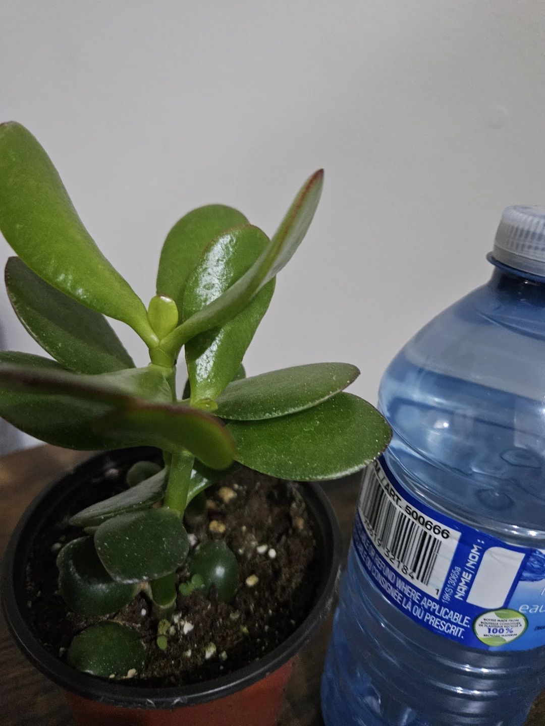 Jade Plant in Pot - photo 2
