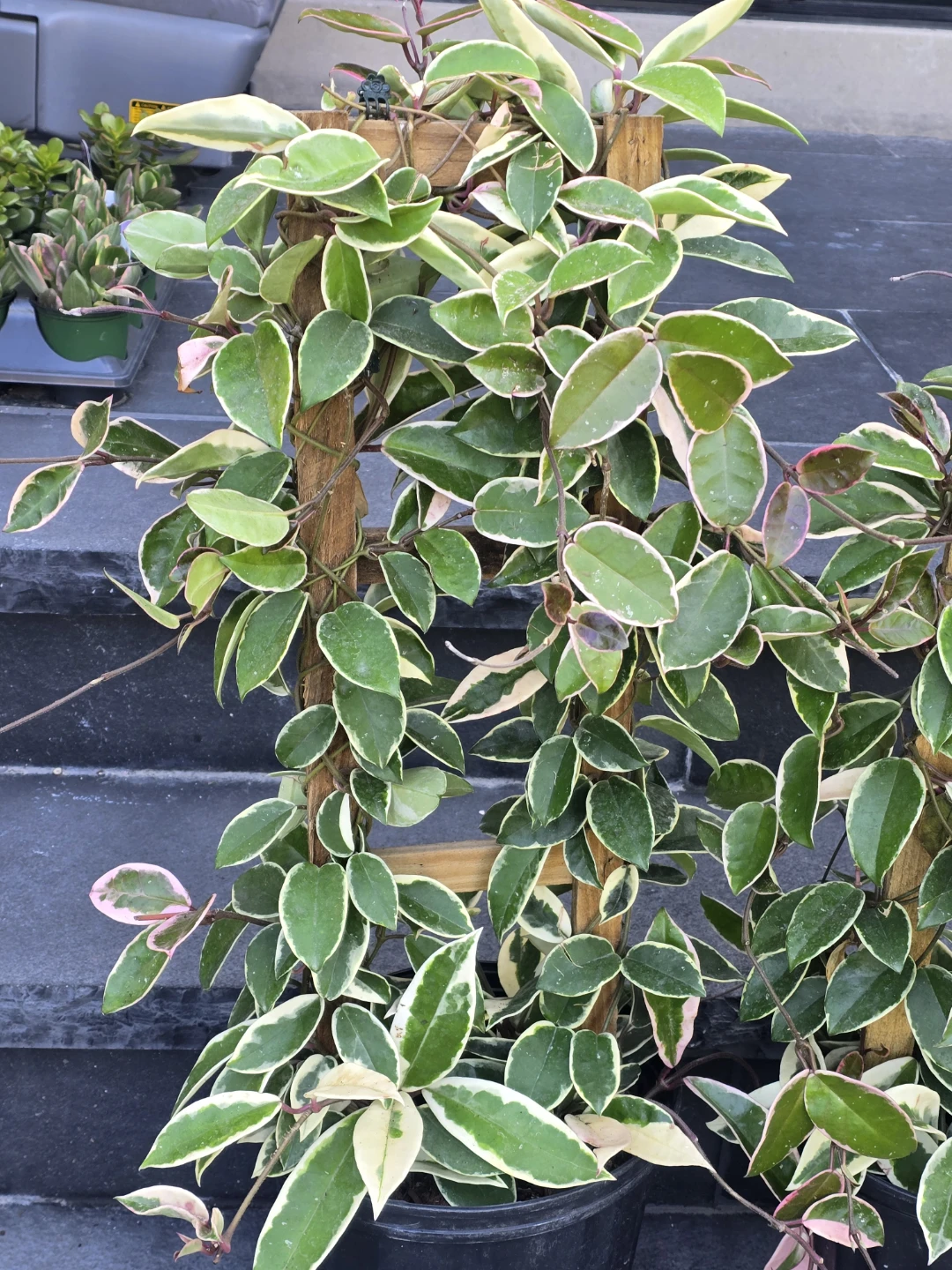Variegated Hoya Carnosa  krimson queen 10"pot totem pole