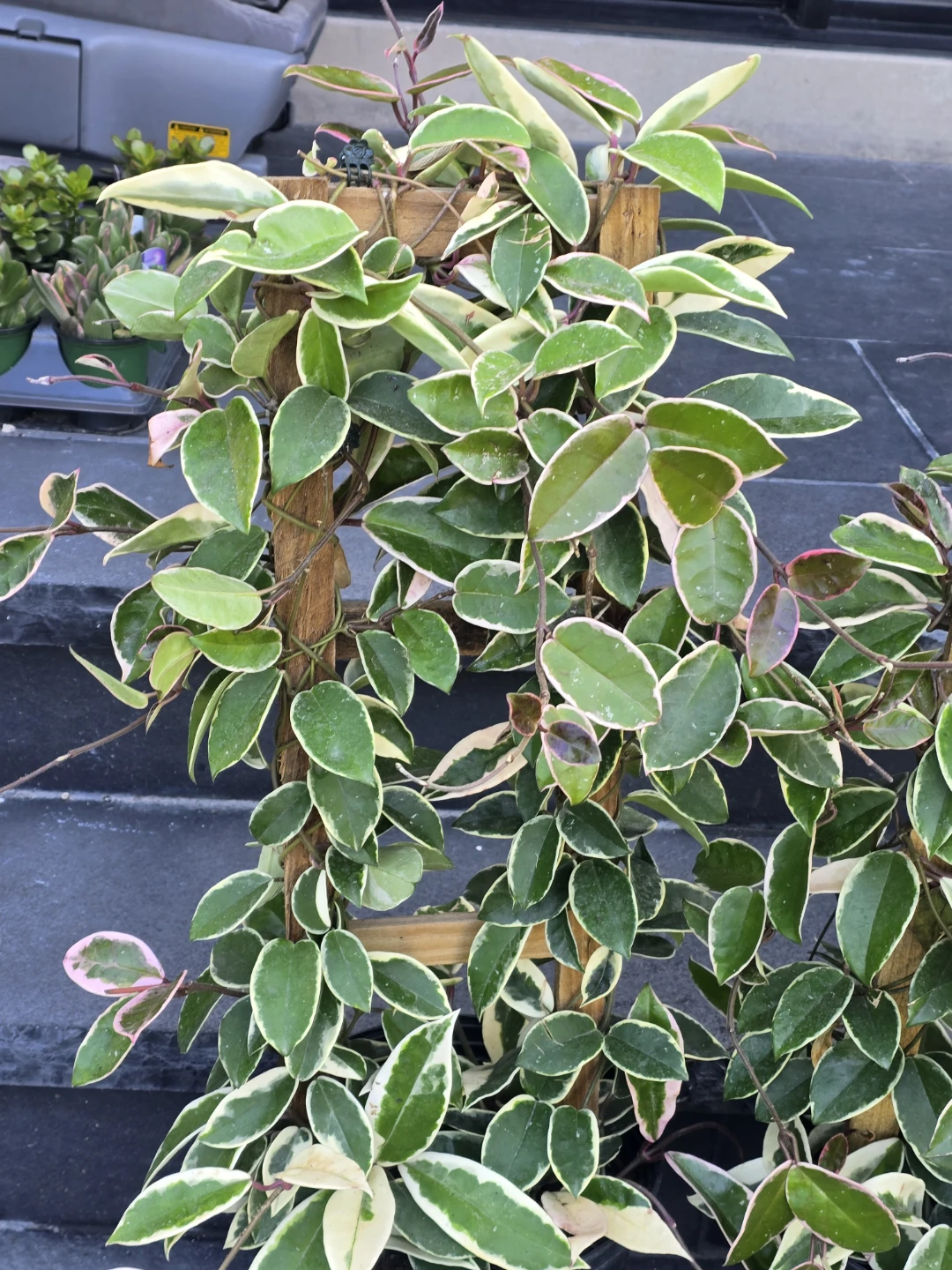 Variegated Hoya Carnosa  krimson queen 10"pot totem pole - photo 3
