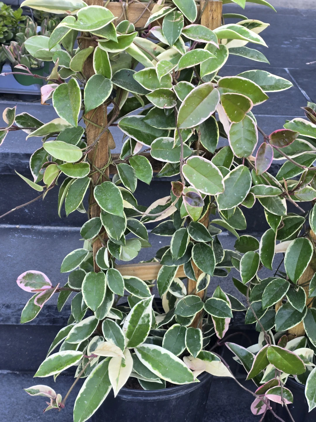 Variegated Hoya Carnosa  krimson queen 10"pot totem pole - photo 4