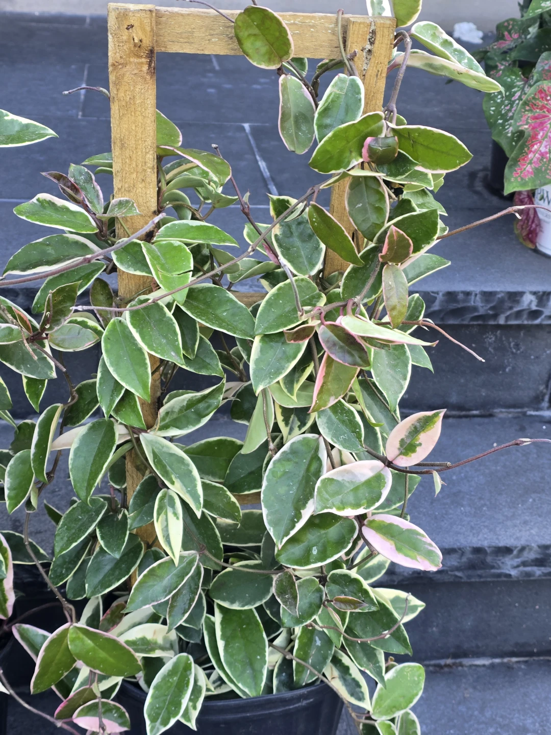 Variegated Hoya Carnosa  krimson queen 10"pot totem pole - photo 5