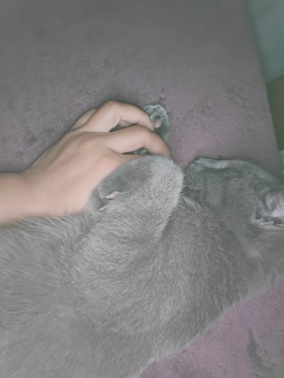 Free cat's need home ASAP - photo 2