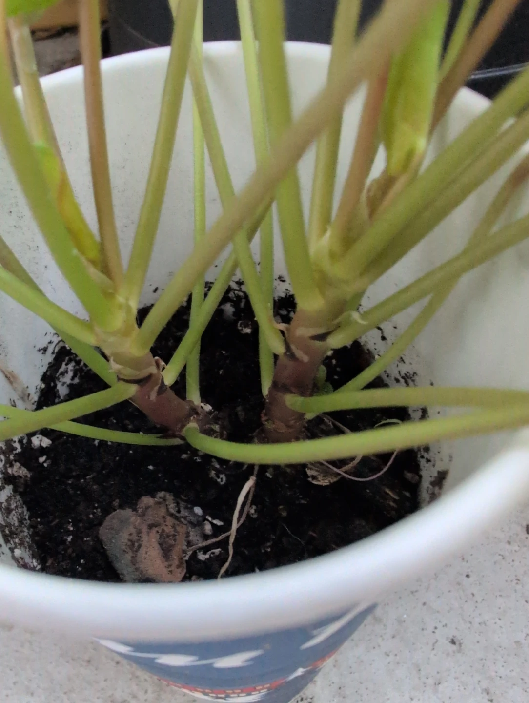 Chinese Money Plant (Pilea) - photo 2