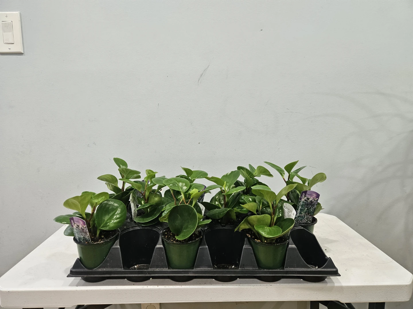Peperomia Obtusifolia Plant ( $5 each or 3 for $13)