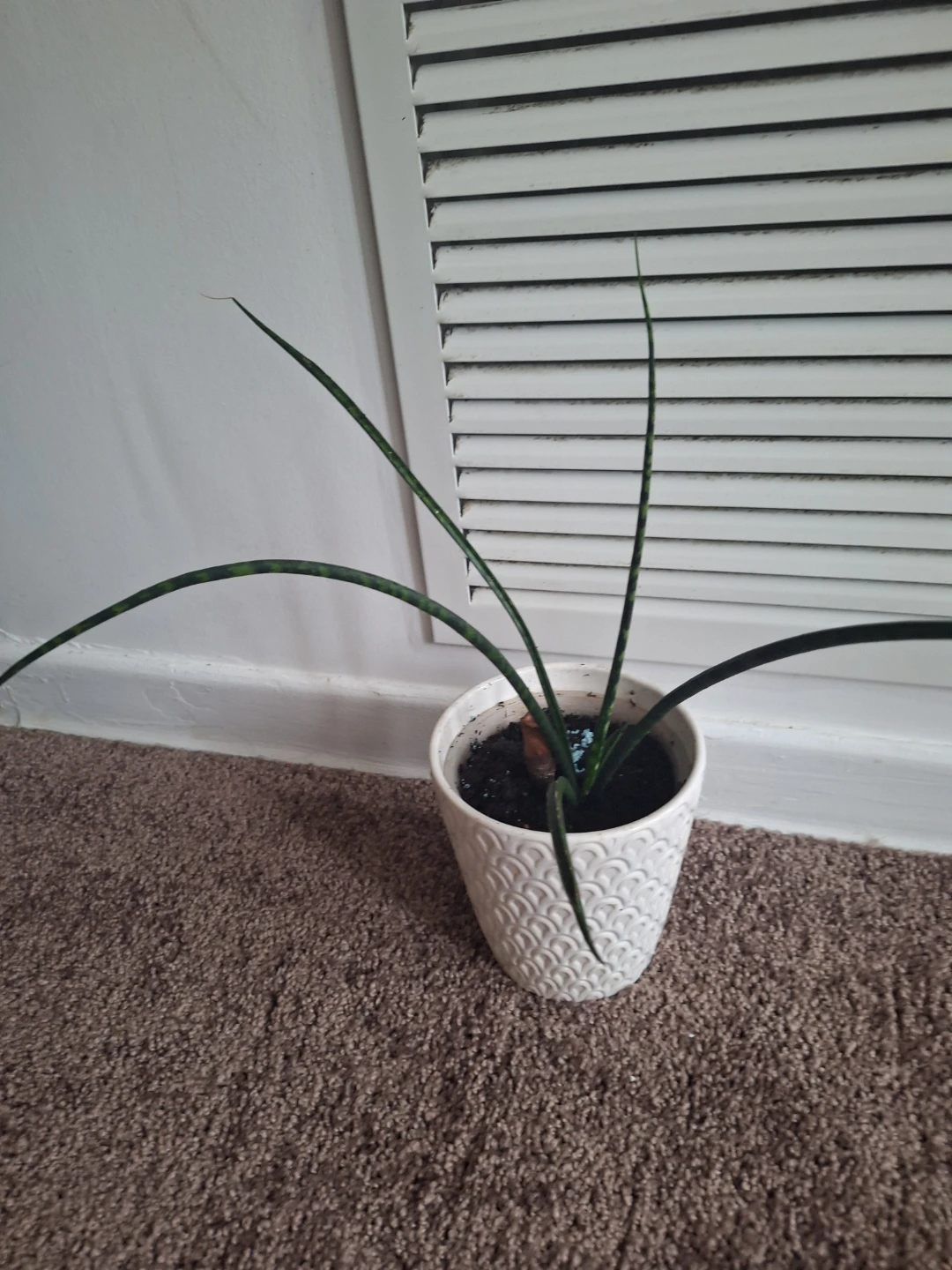 Cylindrical Snake Plant in Decorative Pot