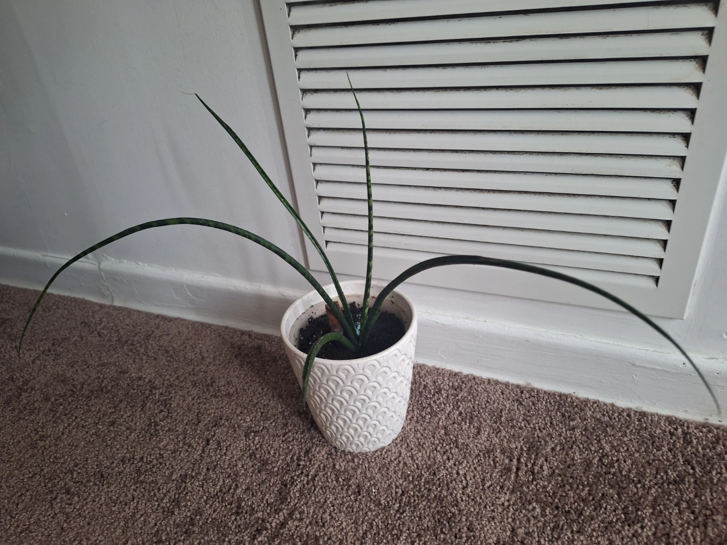 Cylindrical Snake Plant in Decorative Pot - photo 2