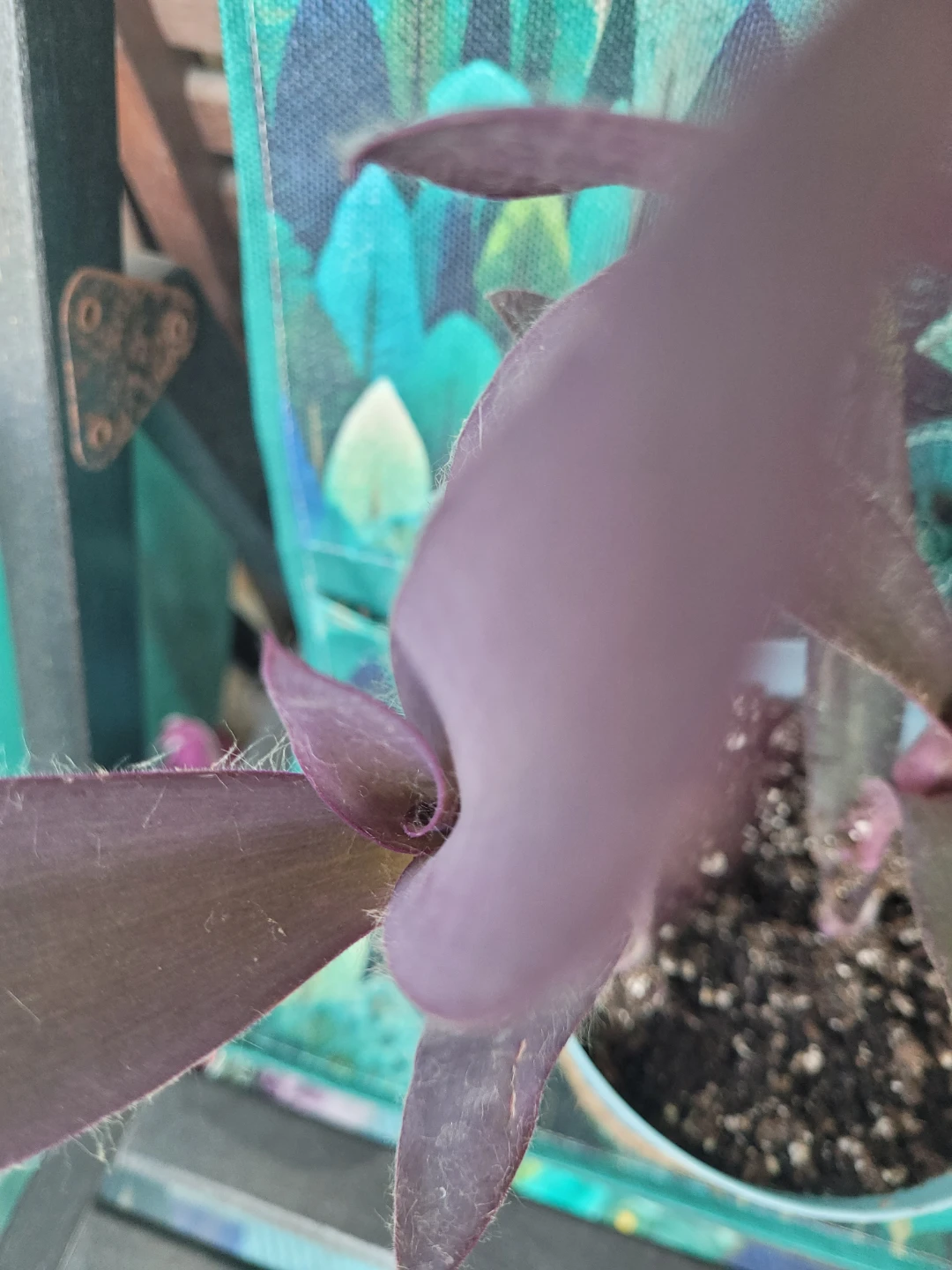 Purple Heart Plant in Blue Pot - photo 3