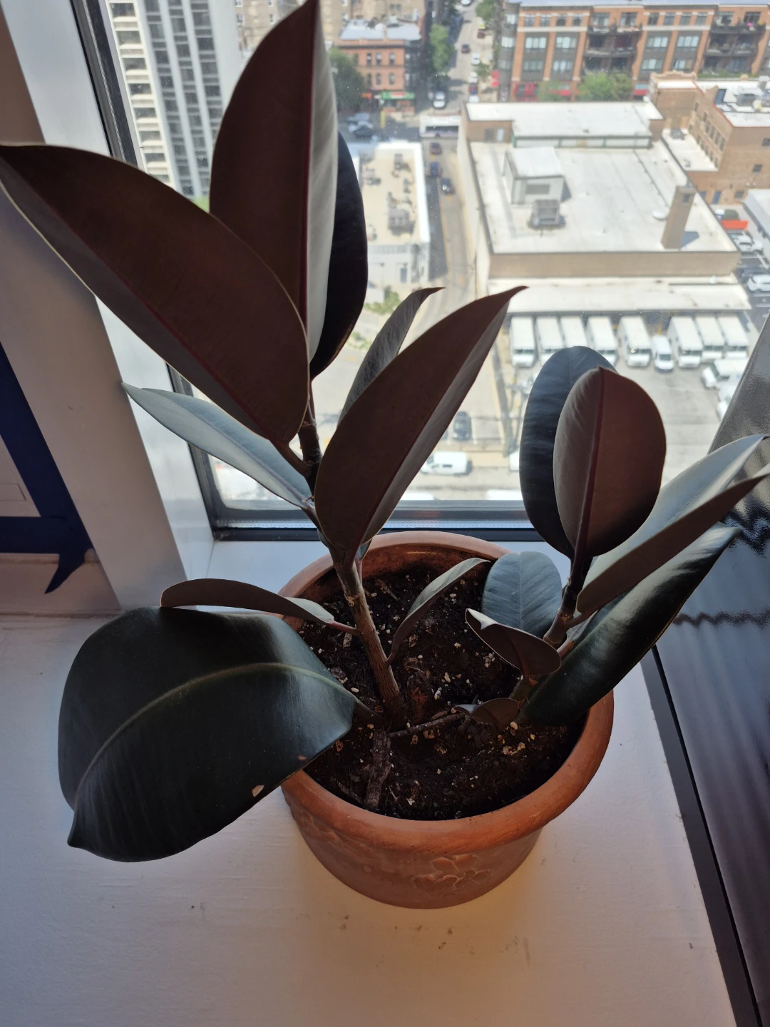 Rubber Plant