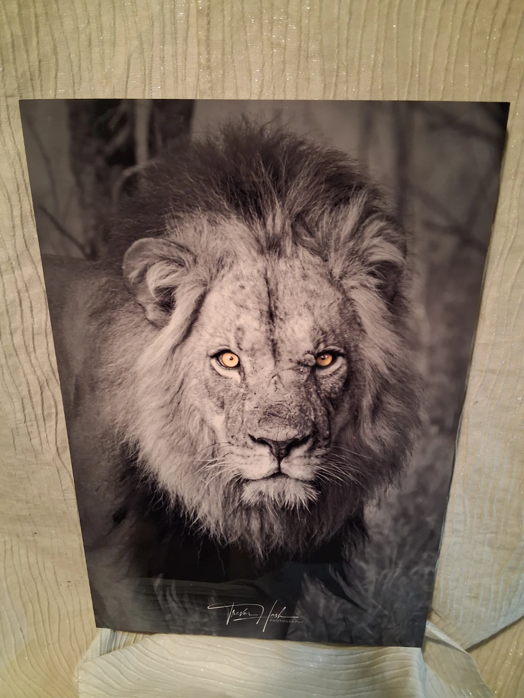 Trevor Flash Photography Lion Print