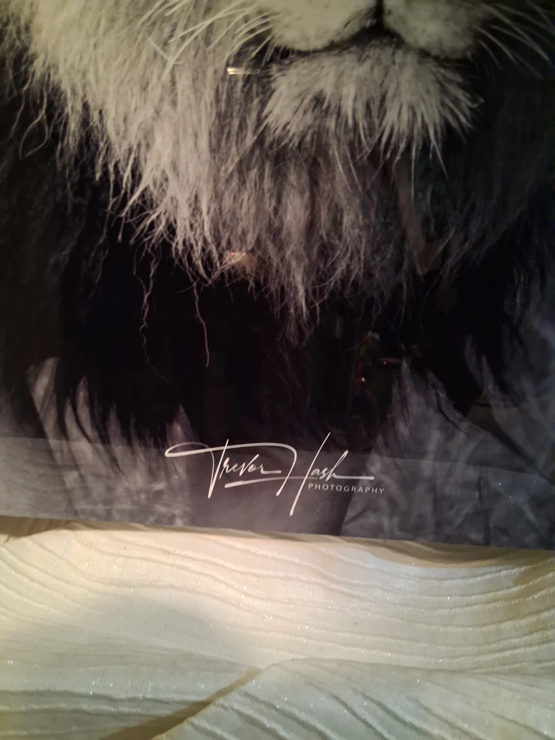 Trevor Flash Photography Lion Print - photo 2
