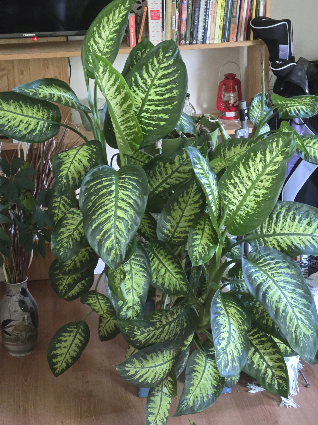 Indoor plant