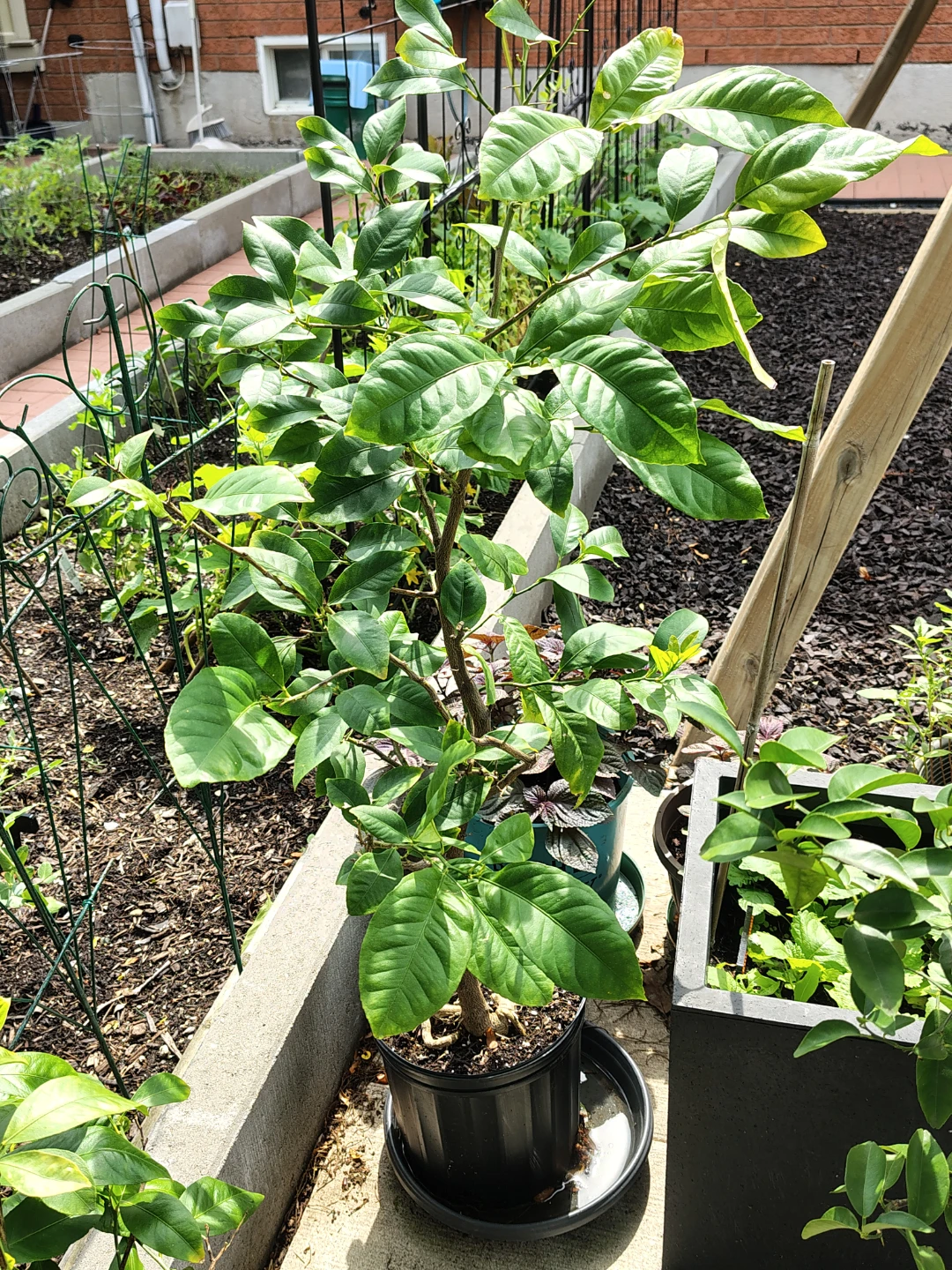 Lemon Tree Plant - photo 2