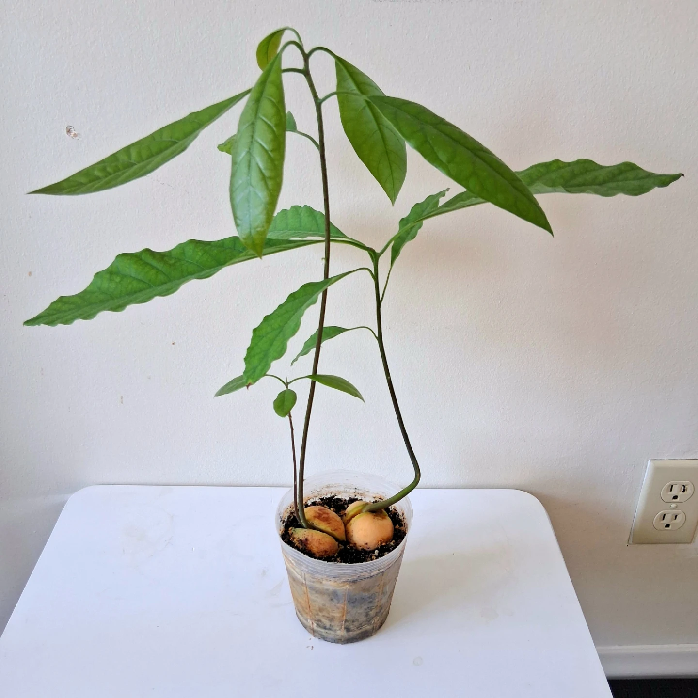 🌱 Avocado Plant 🥑