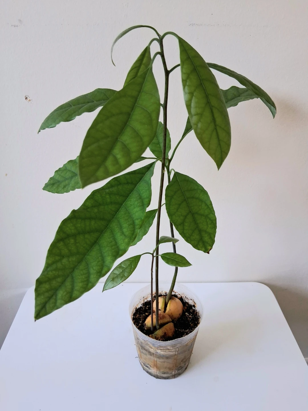 🌱 Avocado Plant 🥑 - photo 4