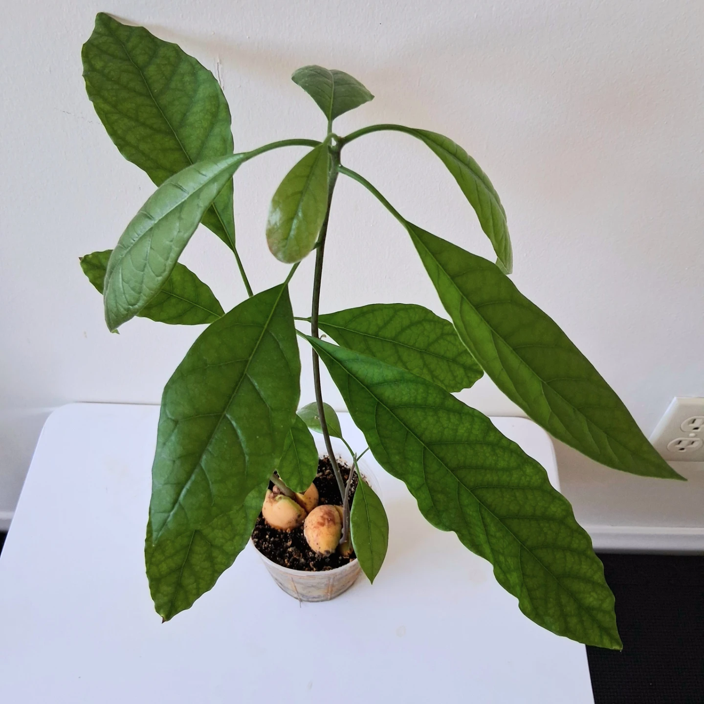 🌱 Avocado Plant 🥑 - photo 3
