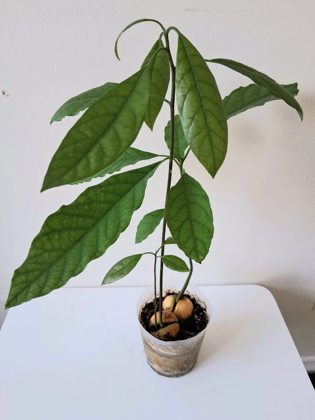 🌱 Avocado Plant 🥑 - photo 2