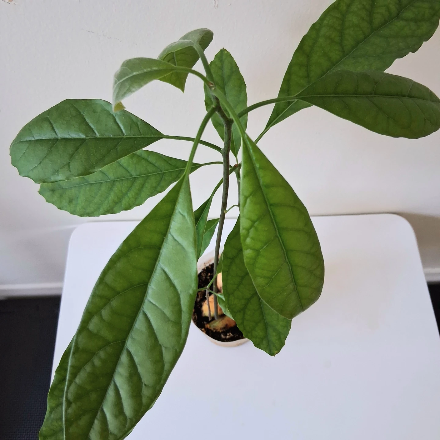 🌱 Avocado Plant 🥑 - photo 5