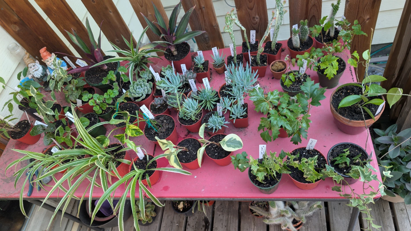 Big plant sale! - photo 2