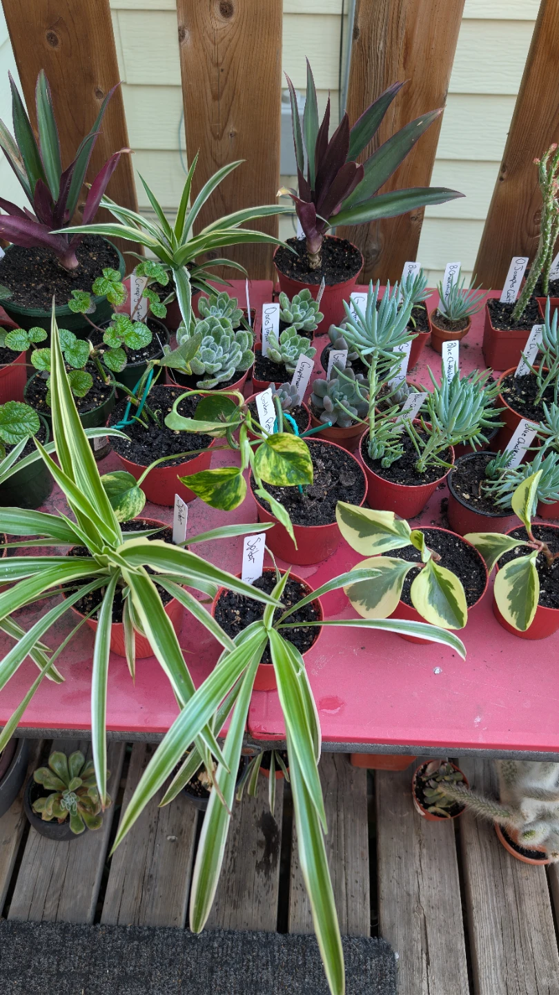 Big plant sale! - photo 4