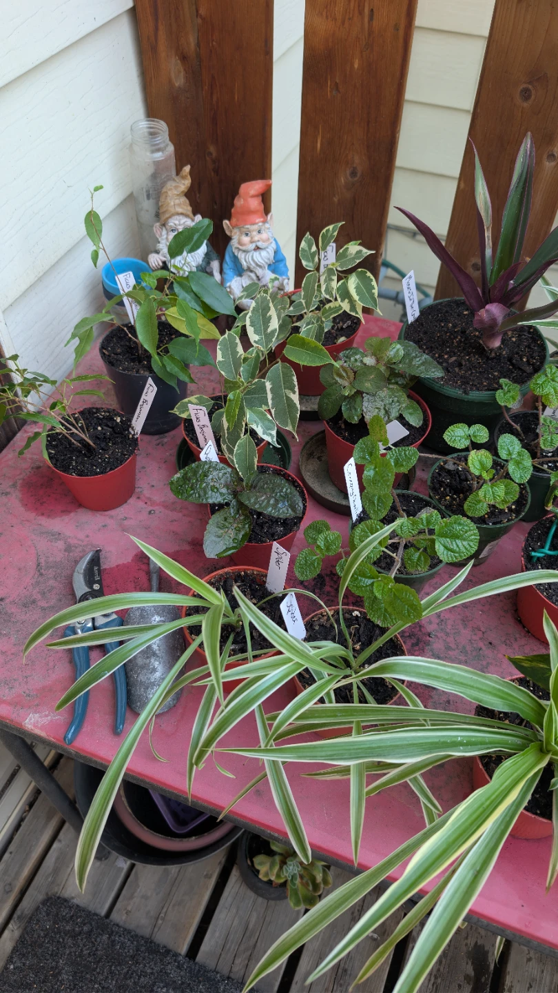 Big plant sale! - photo 5