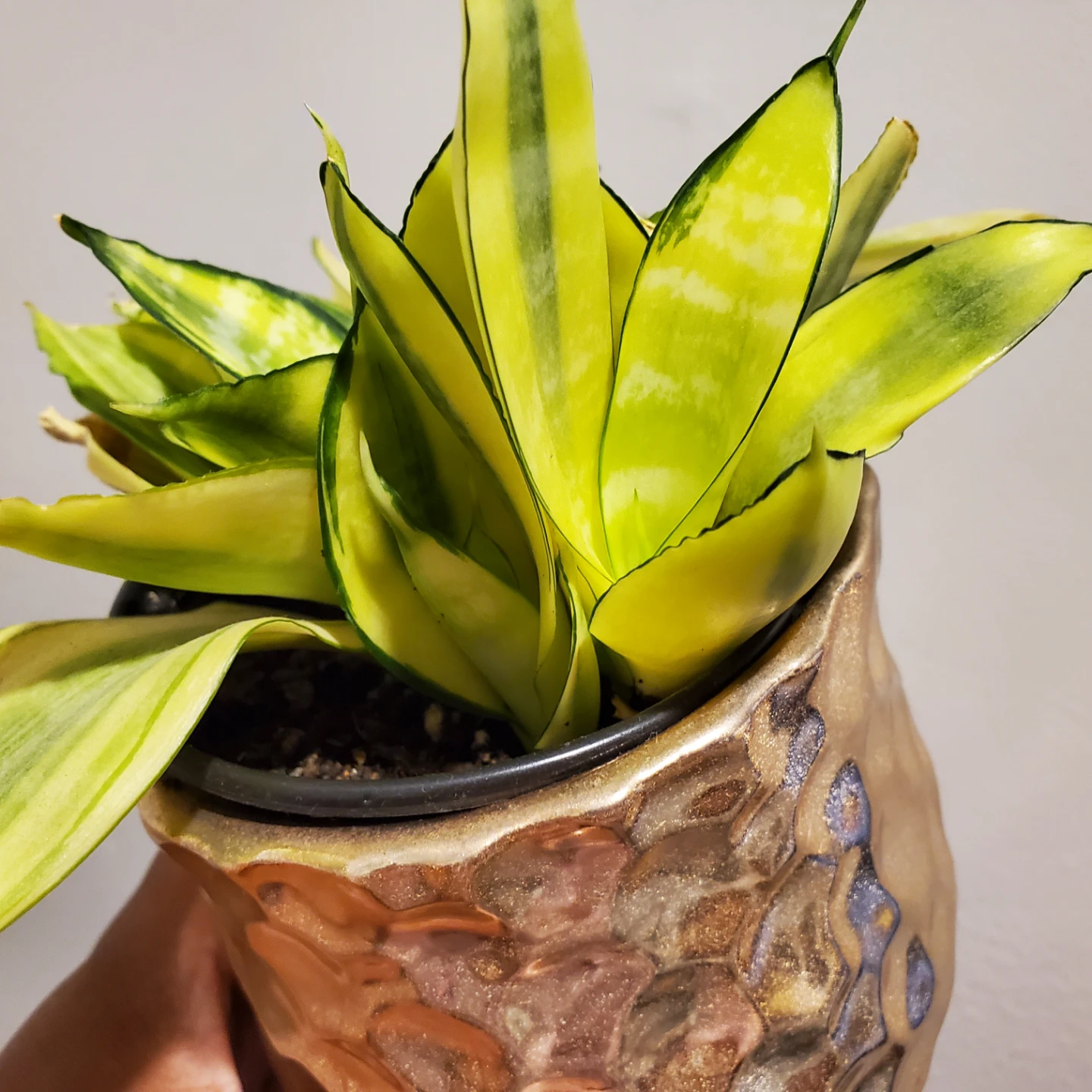 Variegated snake plant baby - photo 2