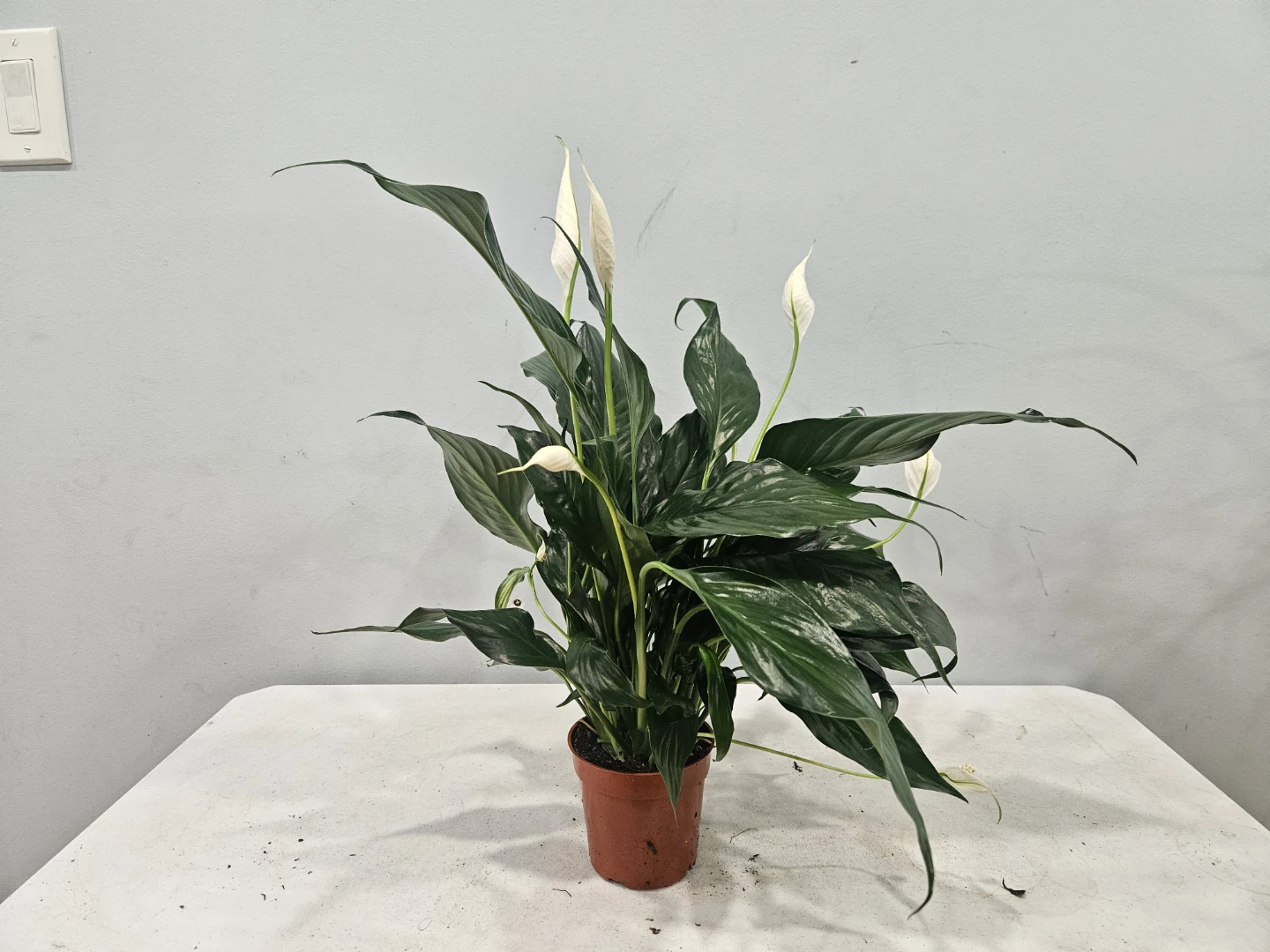 Peace Lily ( Spathiphyllum) Plant - photo 4