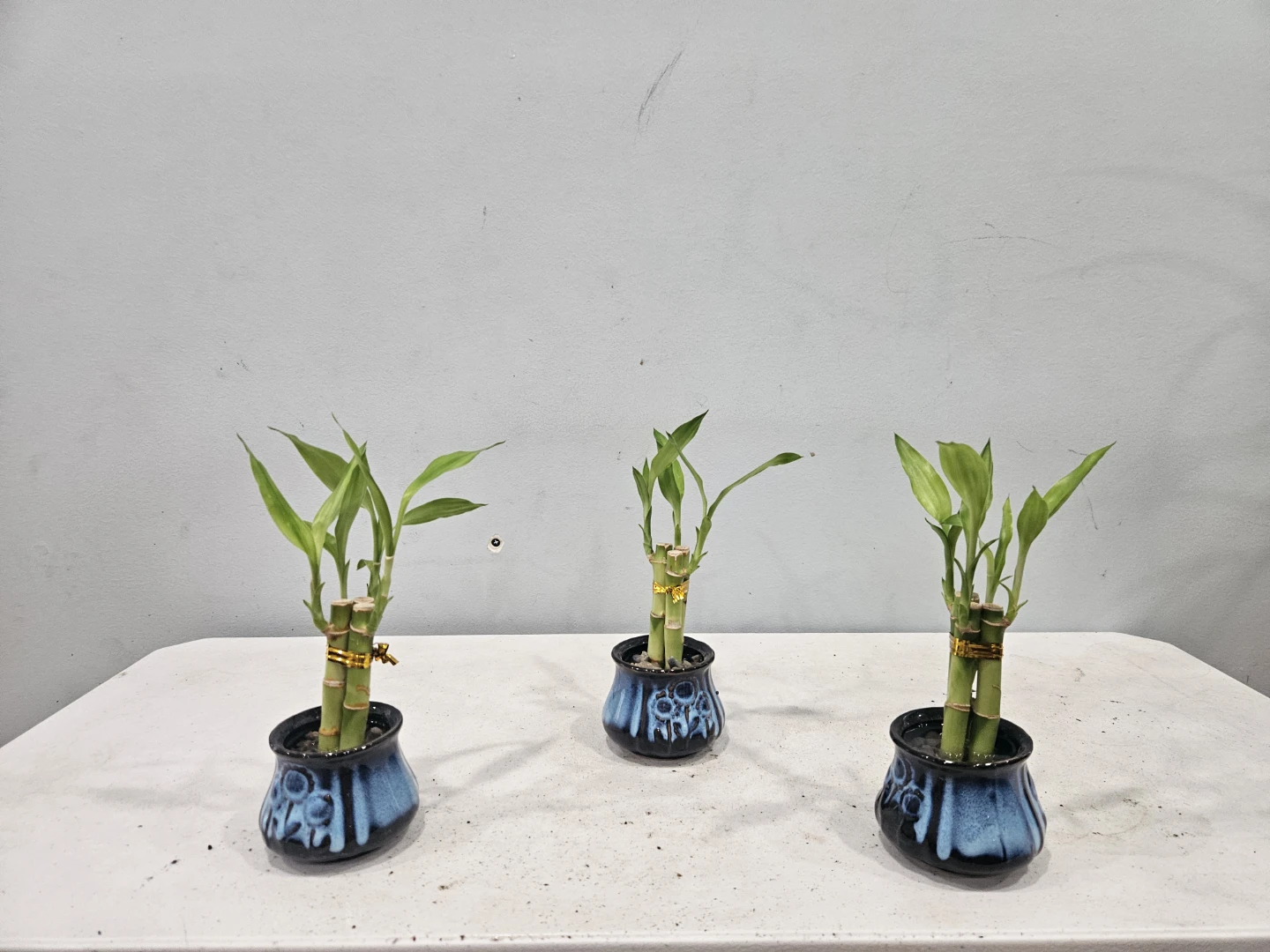 Lucky Bamboo Plant in Ceramic Pot