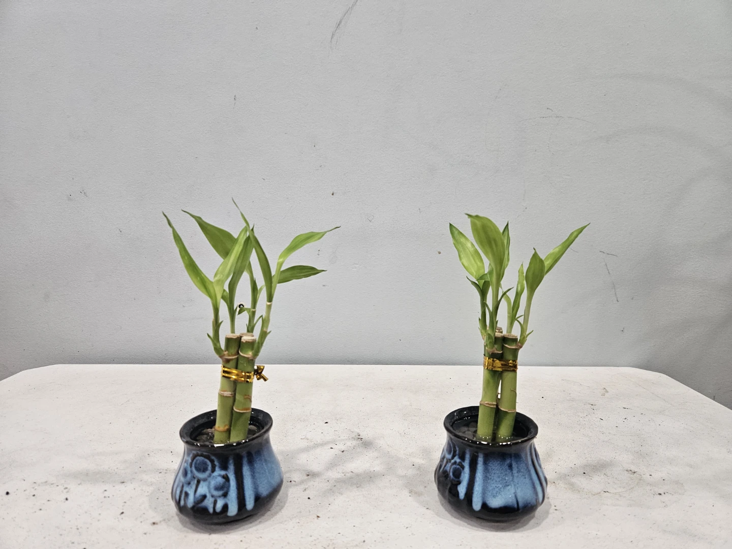 Lucky Bamboo Plant in Ceramic Pot - photo 2
