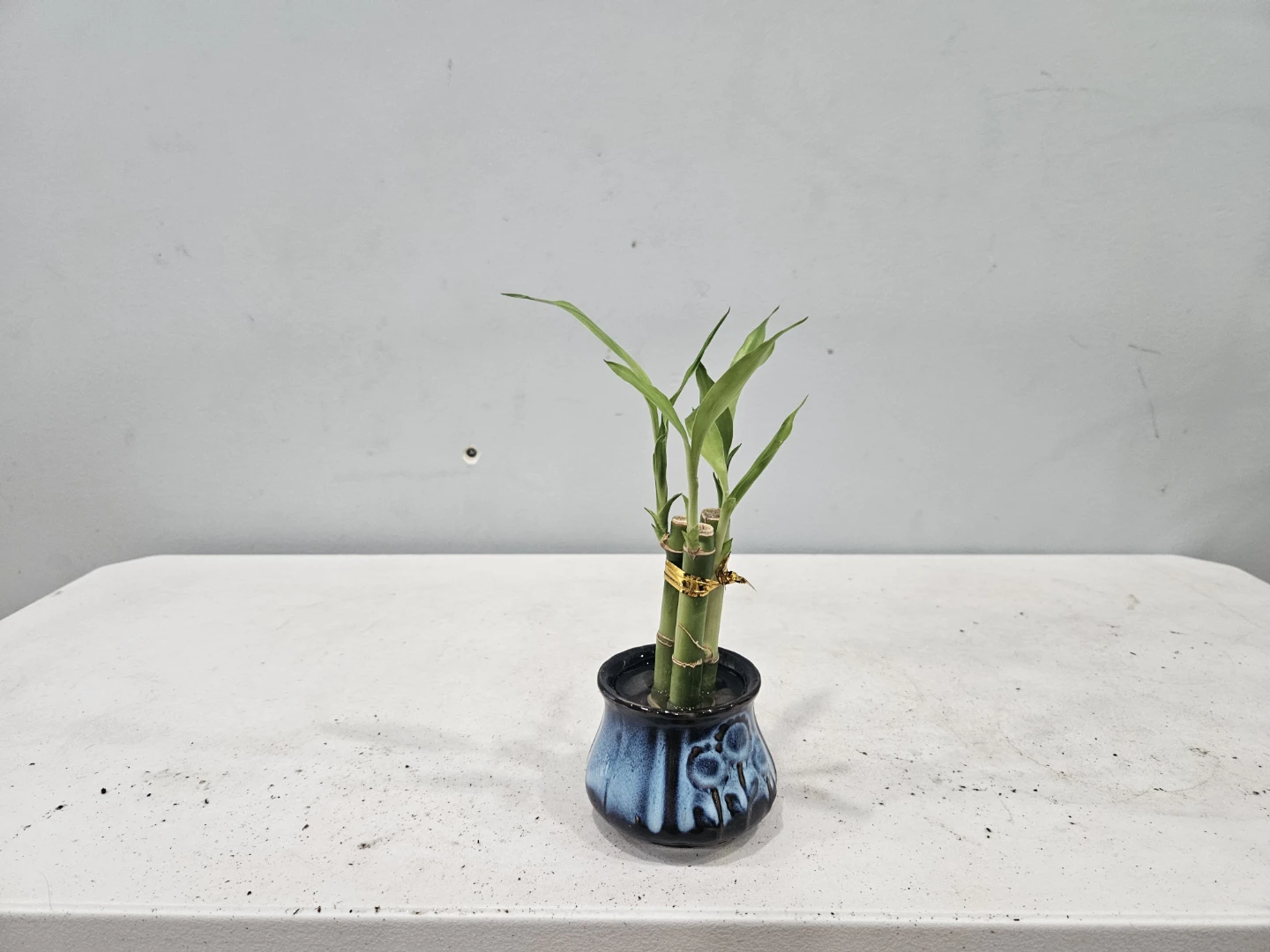 Lucky Bamboo Plant in Ceramic Pot - photo 3