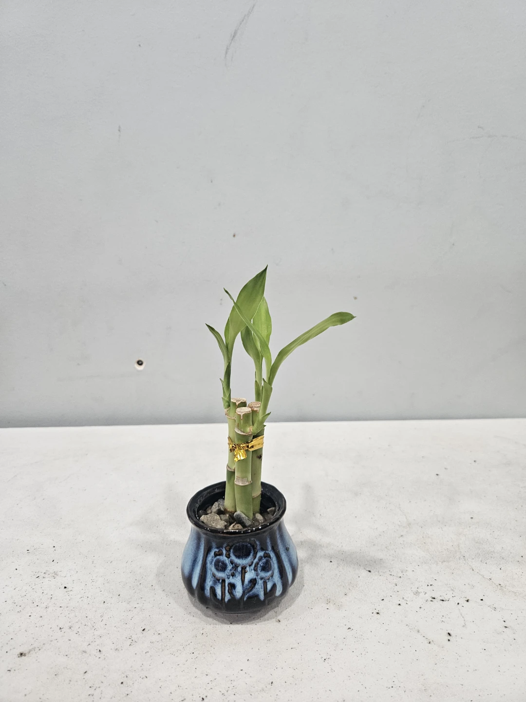 Lucky Bamboo Plant in Ceramic Pot - photo 4