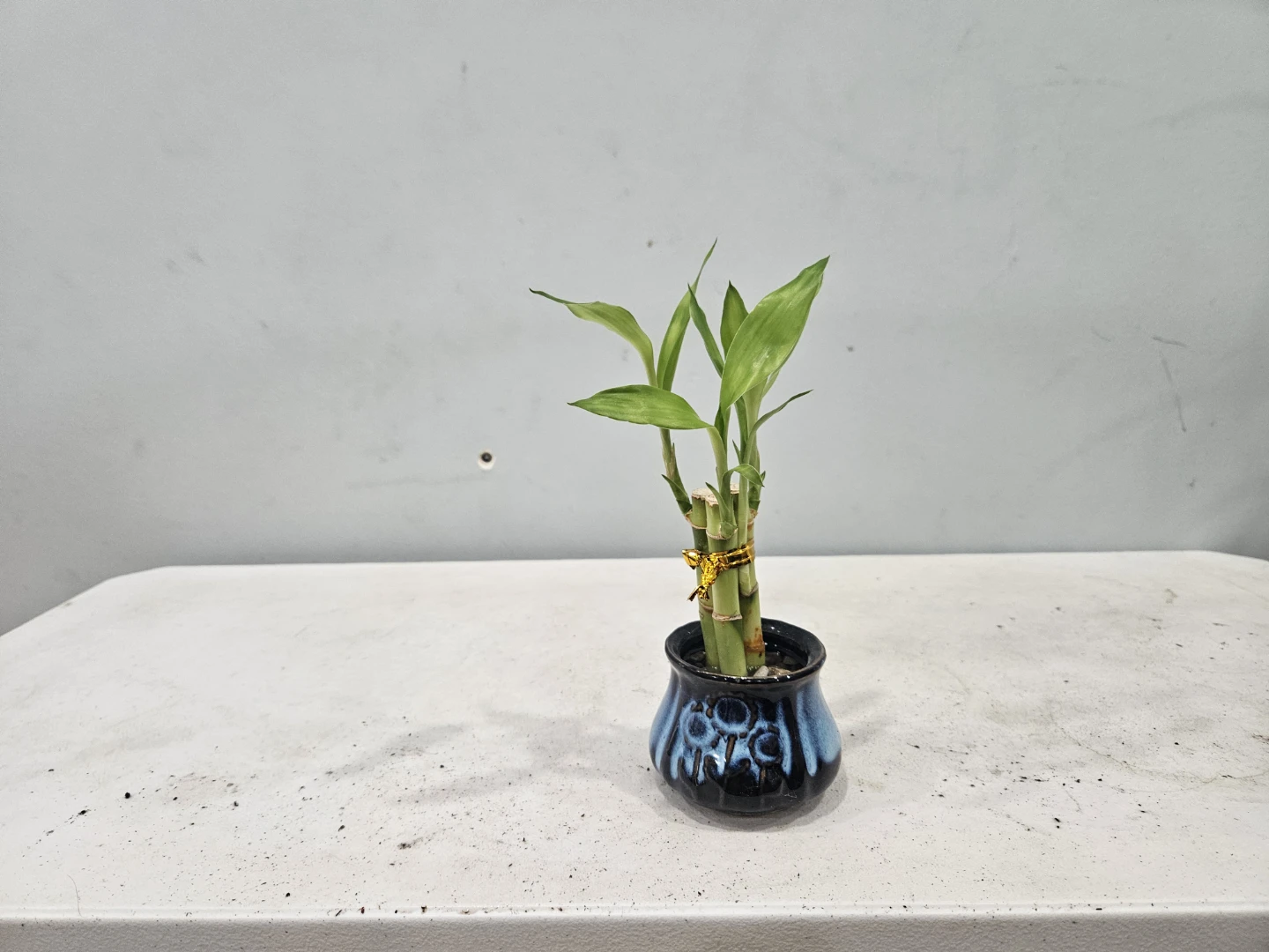 Lucky Bamboo Plant in Ceramic Pot - photo 5