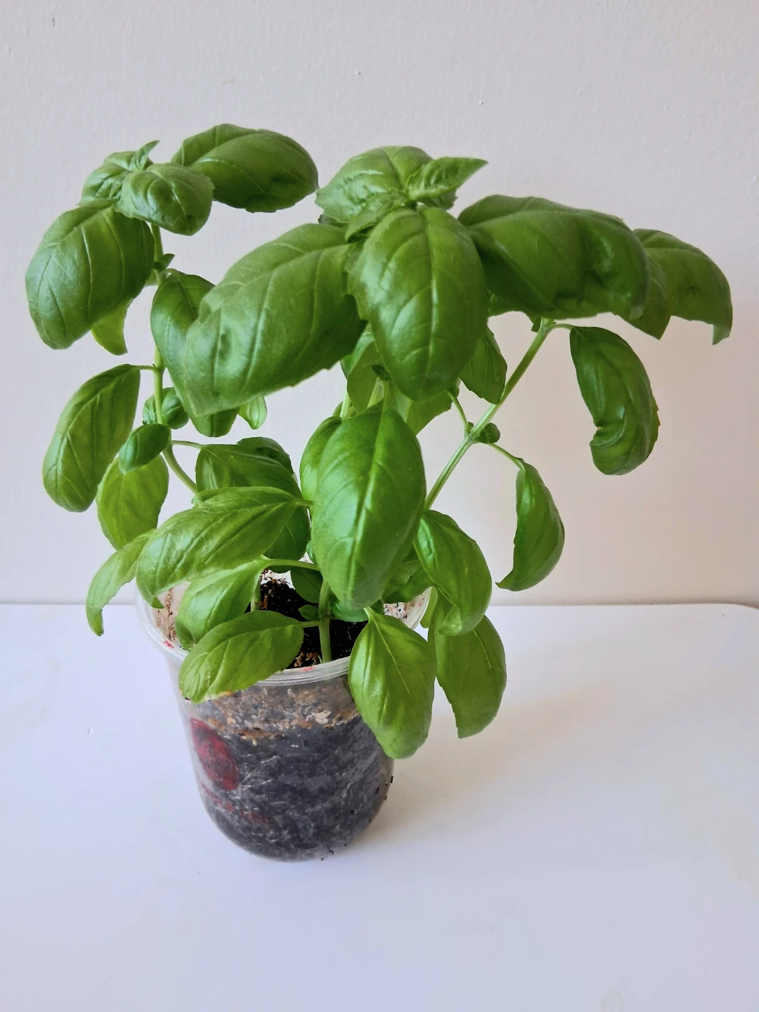 🌱 Green Basil 🌻 - photo 2